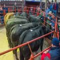 Cattle Show and Sale (15)